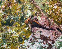 Ophioblennius steindachneri