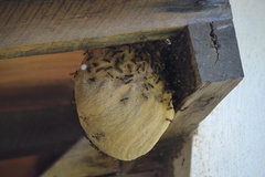 Polybia fastidiosuscula