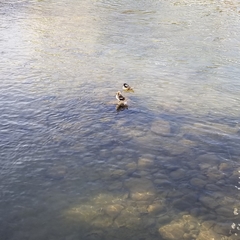 Lophodytes cucullatus