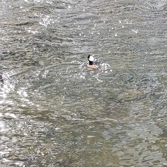 Lophodytes cucullatus