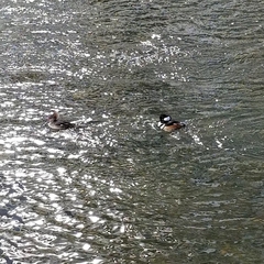 Lophodytes cucullatus