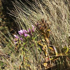 Gentianella foliosa