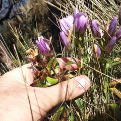 Gentianella foliosa
