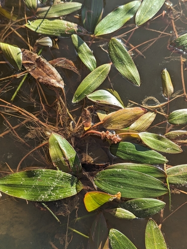 iNaturalist observation photo of Pondweeds