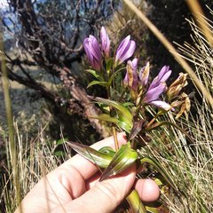 Gentianella foliosa