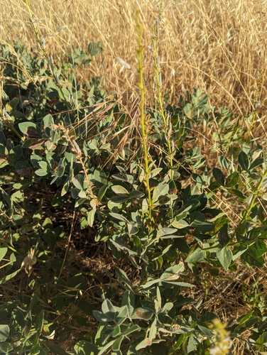 iNaturalist observation photo of California goldenbanner