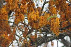 Cassia moschata