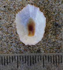 Cellana stellifera