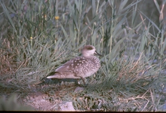 Marmaronetta angustirostris