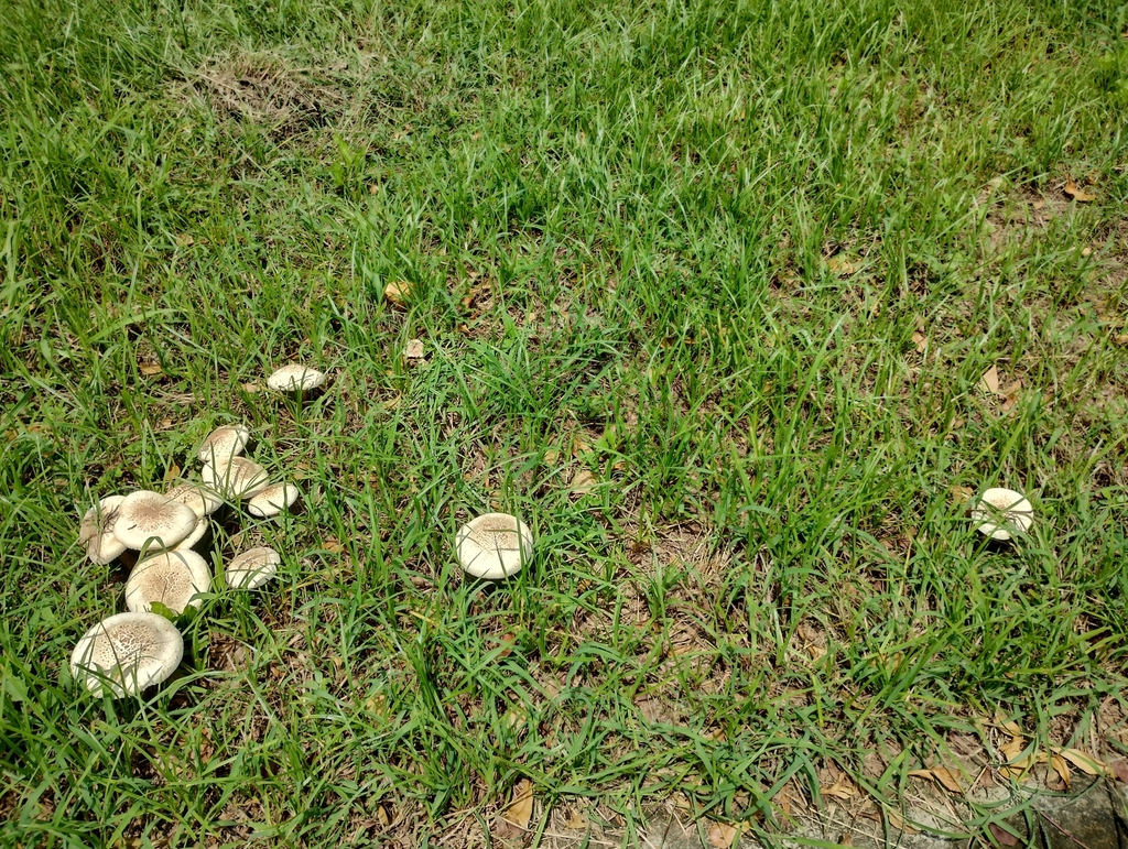 Chlorophyllum molybdites · July 2023 · photo: © chenyanjie (iNaturalist, cc-by)