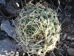 Gymnocalycium monvillei