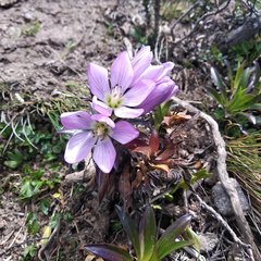 Gentianella foliosa