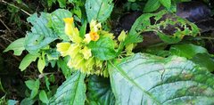 Chrysothemis friedrichsthaliana