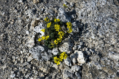 Draba cyclomorpha