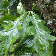 Anthurium clavigerum image