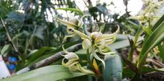 Prosthechea