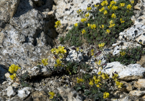 Wallowa Draba (Draba cyclomorpha)