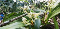 Prosthechea