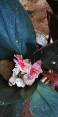 Costus erythrophyllus