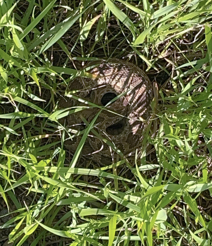 Prairie Rattlesnake from Jefferson County, CO, USA on June 17, 2023 at