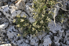 Draba novolympica