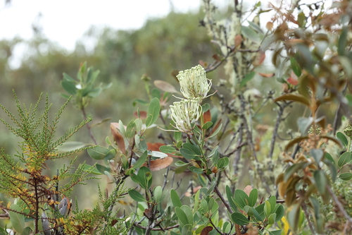 Image of Oreocallis grandiflora by (c) Thibaud Aronson, some rights reserved (CC BY-SA)