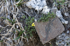 Draba novolympica