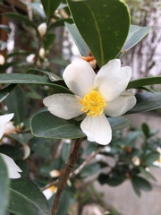 Camellia hengchunensis
