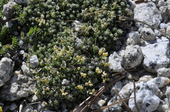 Draba oligosperma