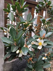 Camellia hengchunensis