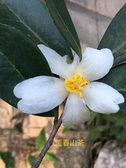 Camellia hengchunensis