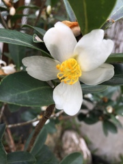 Camellia hengchunensis