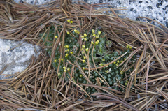 Draba oligosperma
