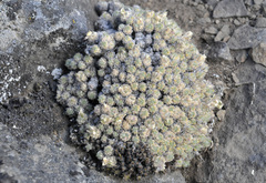 Draba novolympica