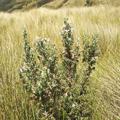 Diplostephium ericoides