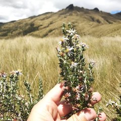 Diplostephium ericoides