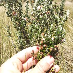 Diplostephium ericoides