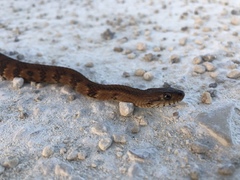 Nerodia fasciata × clarkii