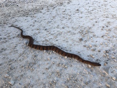 Nerodia fasciata × clarkii