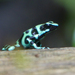 Green-and-black Poison Dart Frog - Photo (c) David Martin, some rights reserved (CC BY-NC), uploaded by David Martin