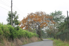 Cassia moschata