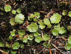 Hydrocotyle microphylla