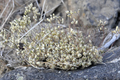 Draba densifolia