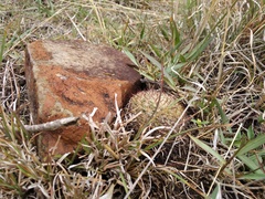 Mammillaria jaliscana jaliscana