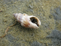 Cominella quoyana