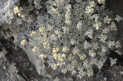 Draba novolympica