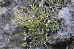 Draba oreibata