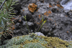 Draba oreibata