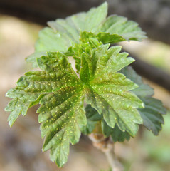Ribes americanum