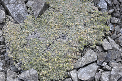 Draba novolympica